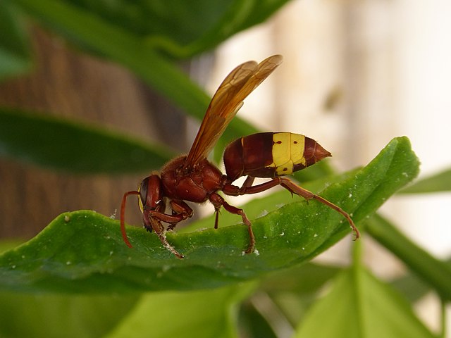 Orijentalni stršljen (Vespa orientalis)